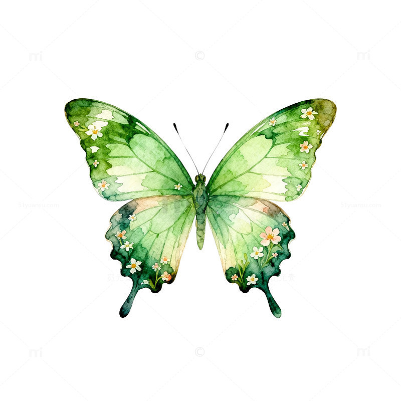 水彩绿蝴蝶插画