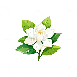插画风栀子花矢量图设计素材