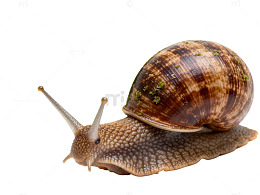 蜗牛绿叶特写片