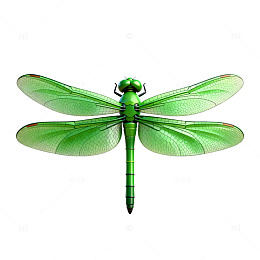 绿色蜻蜓矢量素材