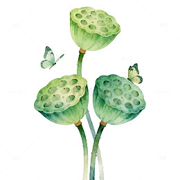 水彩莲蓬蝴蝶装饰画