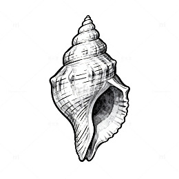 黑白素描海螺