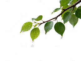 清新雨天树枝叶子水滴