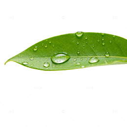 绿叶水滴清新自然图片