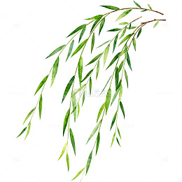 柳枝手绘插图