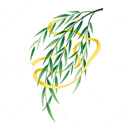 柳枝黄色飘带插画