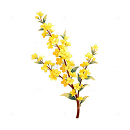 黄色花朵植物插画