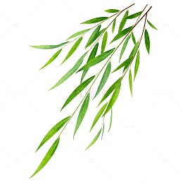 柳枝插图矢量设计素材