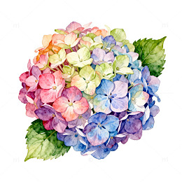 水彩绣球花插画设计素材
