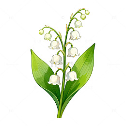 插画风格铃兰花艺术插画