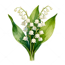 水彩画铃兰花植物插图