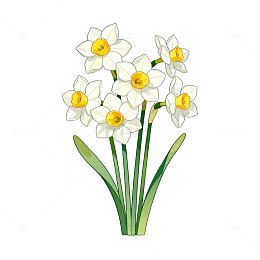 清新水仙花插画设计素材