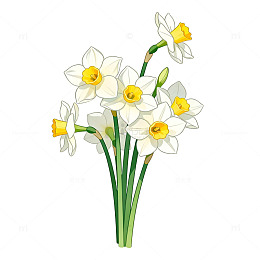 水仙花插画素材