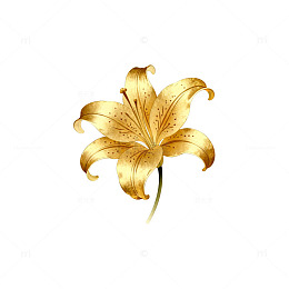 金色百合花插画素材
