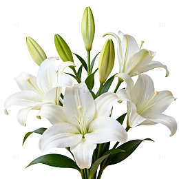 清新百合花束图片素材