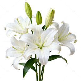 清新百合花束特写