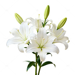 白色百合花束清新壁纸