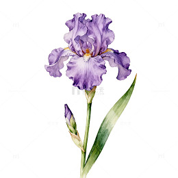 紫色鸢尾花手绘水彩画素材