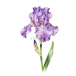 紫色鸢尾花水彩画素材