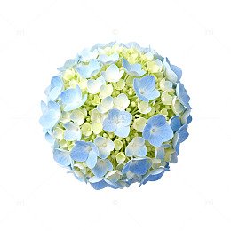 蓝绿相间绣球花