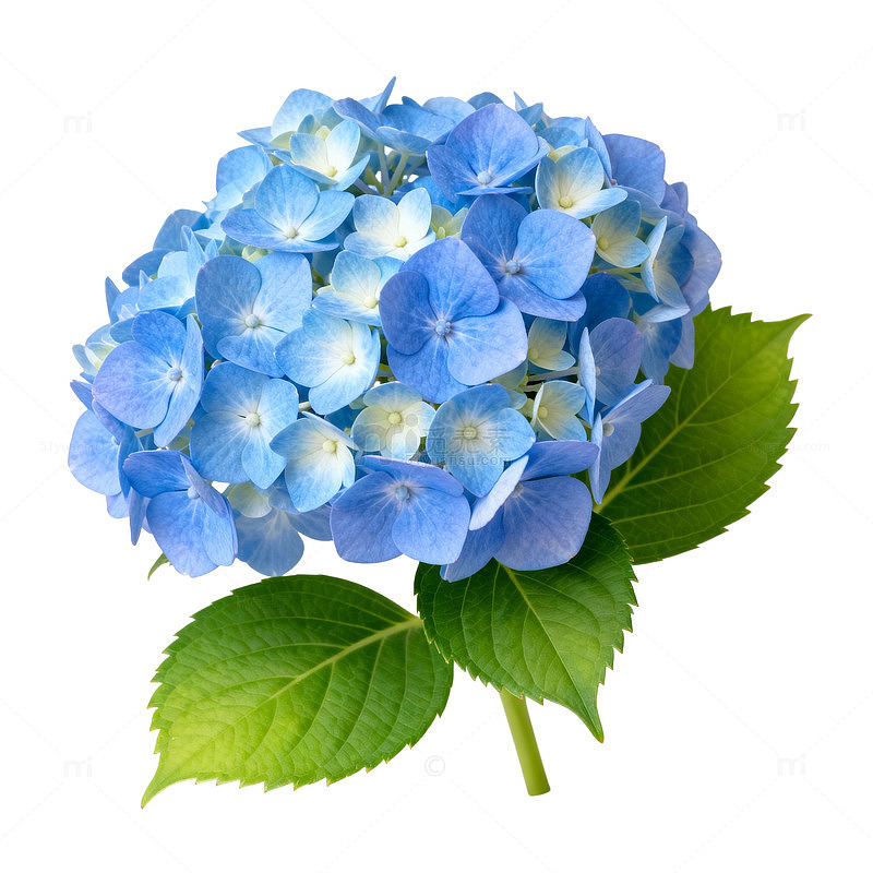 清新蓝色绣球花特写