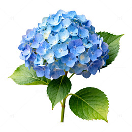 绣球花蓝色花卉插画素材