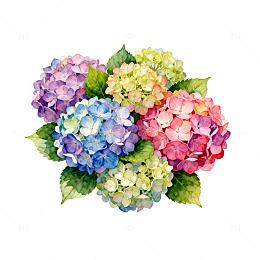 水彩绣球花盛开花卉插画
