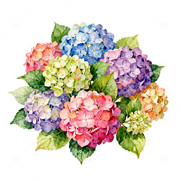 水彩绣球花盛开图