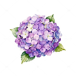 水彩绣球花矢量设计素材