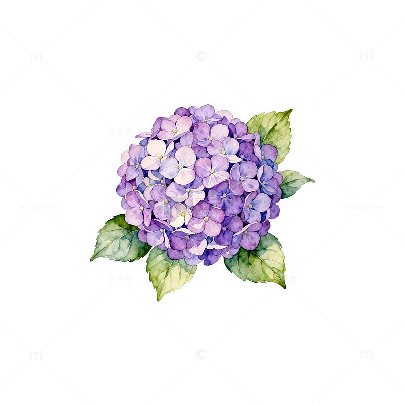 水彩绣球花插画素材