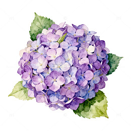 绣球花水彩画花卉装饰画