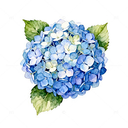 水彩绣球花插画素材