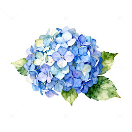 水彩绣球花插画设计元素