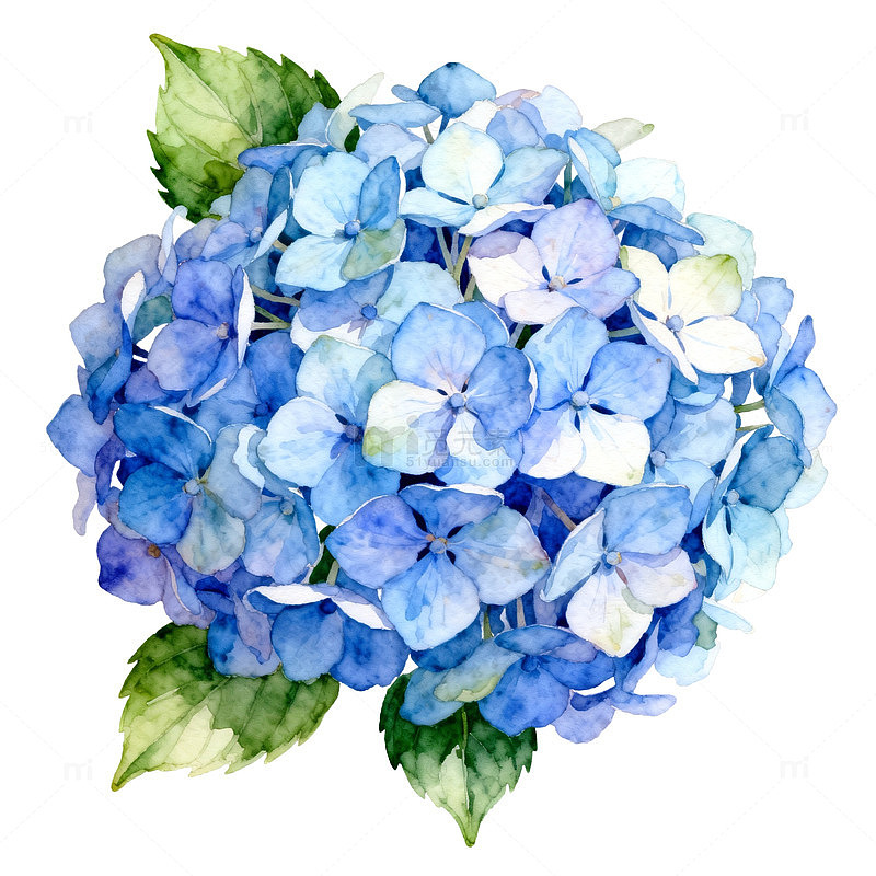 水彩绣球花插画