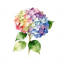 水彩绣球花绘叶设计素材