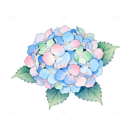 水彩绣球花盛开插画素材