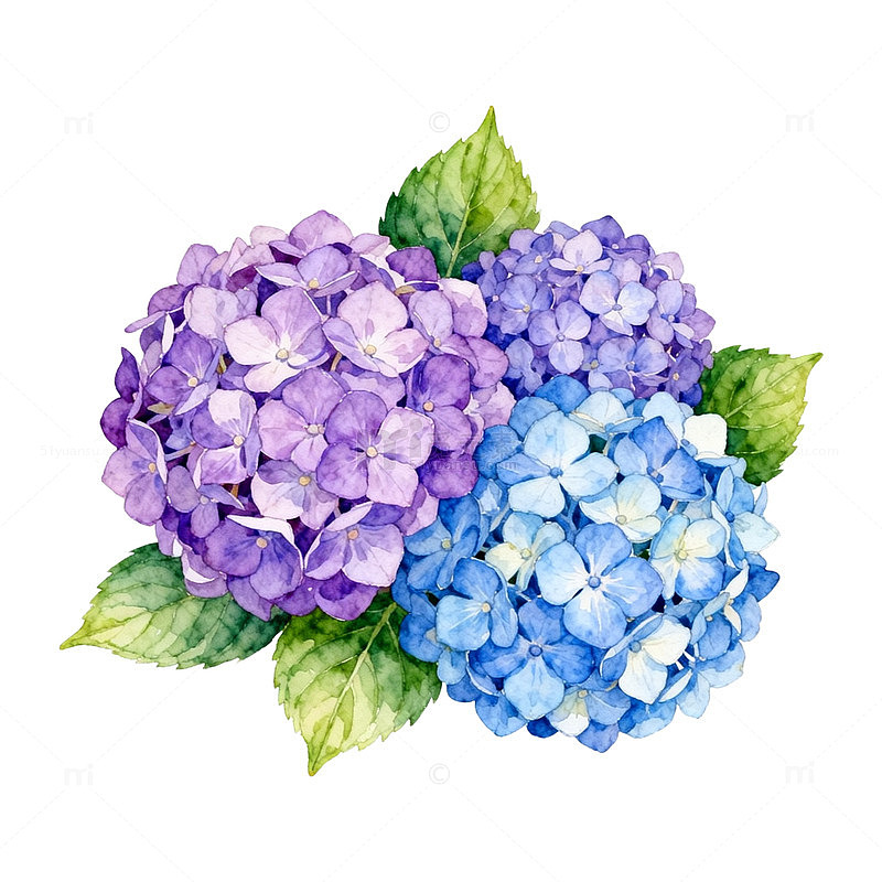 水彩绣球花插画设计素材