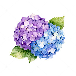 水彩绣球花插画设计素材
