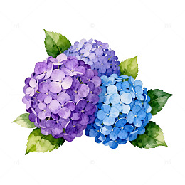 水彩绣球花设计素材