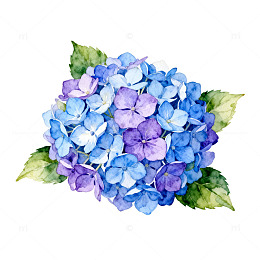 水彩绣球花插画素材