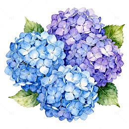 水彩绣球花插画设计元素