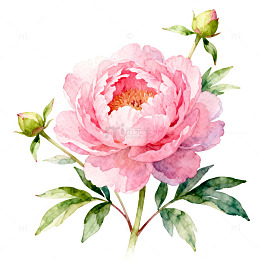 水彩牡丹花卉装饰插画