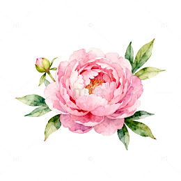 水彩粉色牡丹花装饰图案