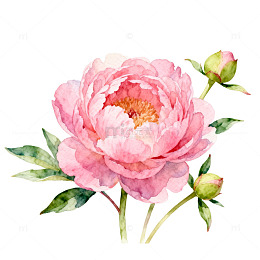 水彩粉色芍药花卉插画