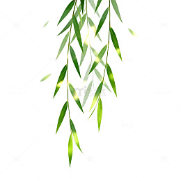 柳枝飘动清新插画