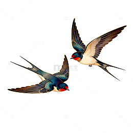 燕子飞行动态插画