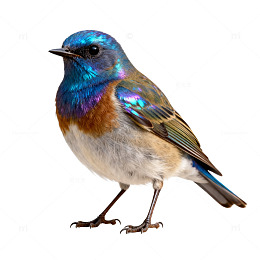 绚丽色彩小鸟特写片