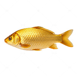 金黄色鲤鱼特写