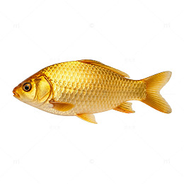 金黄色鲤鱼特写