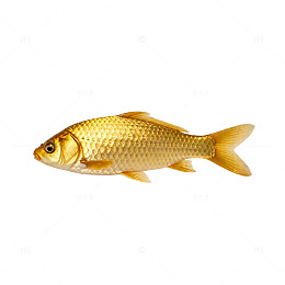 金黄鲤鱼特写片